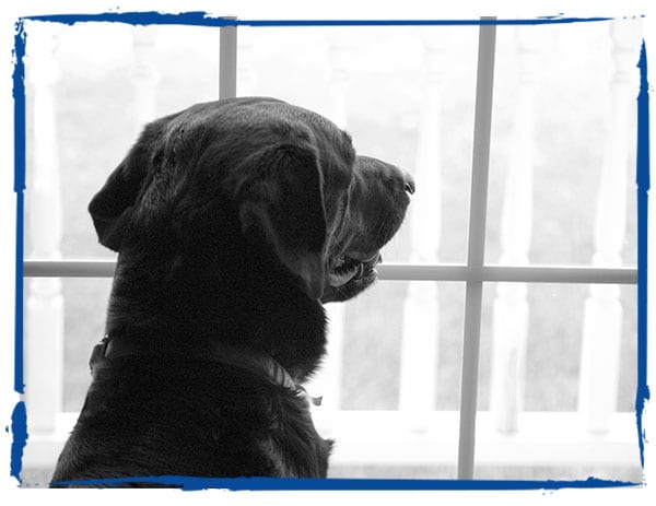 dog with separation anxiety looking out window for owner to return home