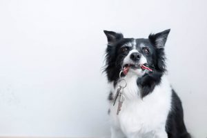 separation anxiety dog training pre departure cues