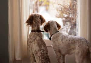 separation anxiety dogs looking out window for owner