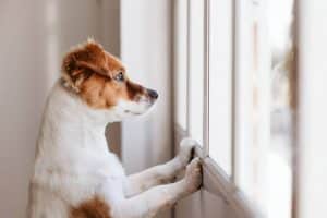 dog looking out window for owners