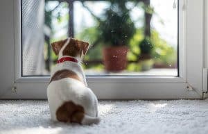 dog-with-separation-anxiety-waiting-for-owner-to-return